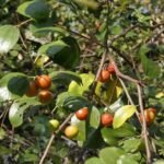 Jujube Fruit