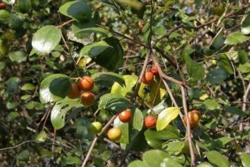 இலந்தைப் பழத்தின் ஆரோக்கிய நன்மைகள்: சர்க்கரை முதல் இதய நலம் வரை!