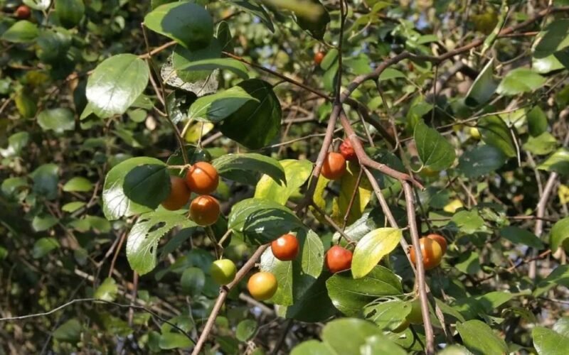 Jujube Fruit