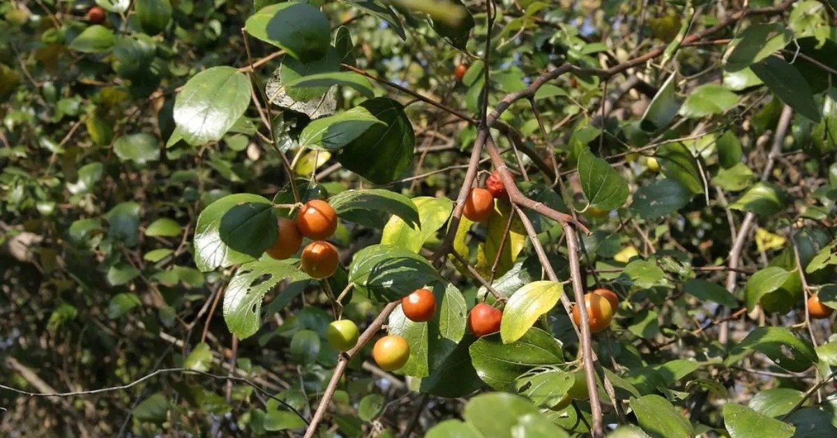Jujube Fruit