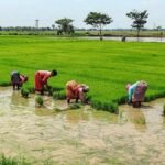 Delta Farmers