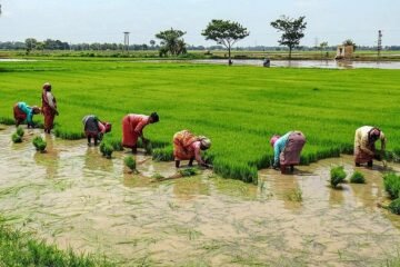 டெல்டா விவசாயிகள் பாசனப் பணிகளை தொடங்க அறிவுறுத்தல் !