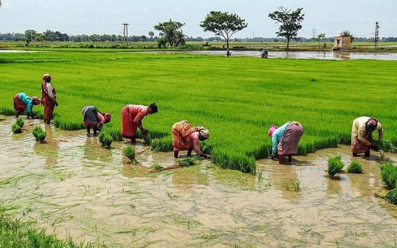 Delta Farmers