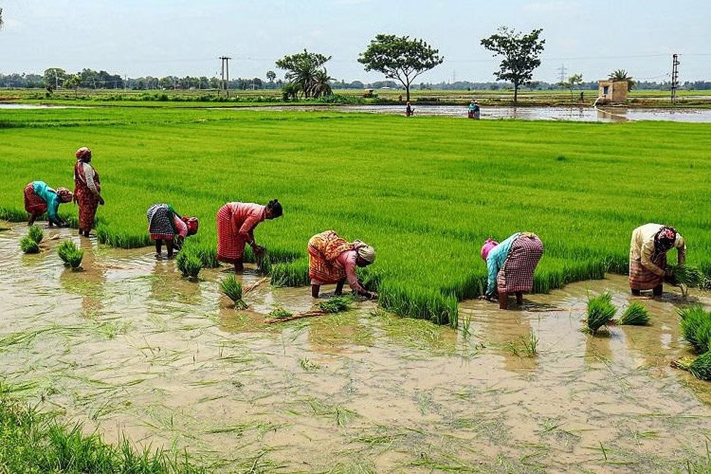 Delta Farmers