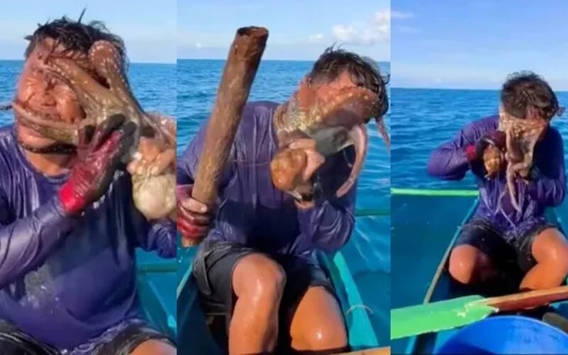 Octopus