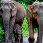 Elephant Corridors