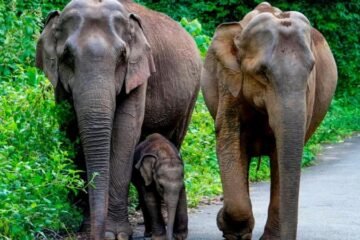 யானை வழித்தடங்களை 3 மாதங்களில் அறிவிக்க தமிழக அரசுக்கு ஐகோர்ட் உத்தரவு !