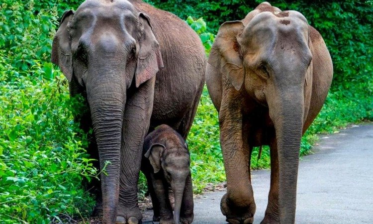 Elephant Corridors