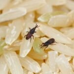 Bugs in rice