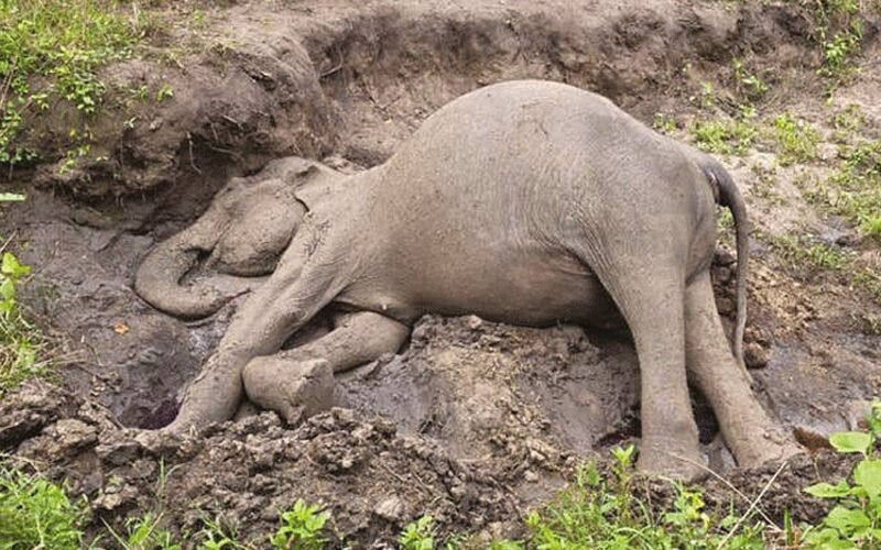 முதுமலையில் 17 வயது பெண் காட்டு யானை உயிரிழப்பு: காரணம் குறித்து வனத்துறை விசாரணை! 1 dailythanthi 2026 09 19 7lcb1yn0 4 முதுமலையில் 17 வயது பெண் காட்டு யானை உயிரிழப்பு: காரணம் குறித்து வனத்துறை விசாரணை!