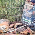 dailythanthi 2026 09 19 bs0bil12 365 கூடலூரில் 2 பேர் உயிரிழந்த சம்பவம்: கூண்டில் சிக்கிய ஆண் புலி!