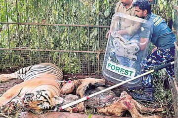 கூடலூரில் 2 பேர் உயிரிழந்த சம்பவம்: கூண்டில் சிக்கிய ஆண் புலி!