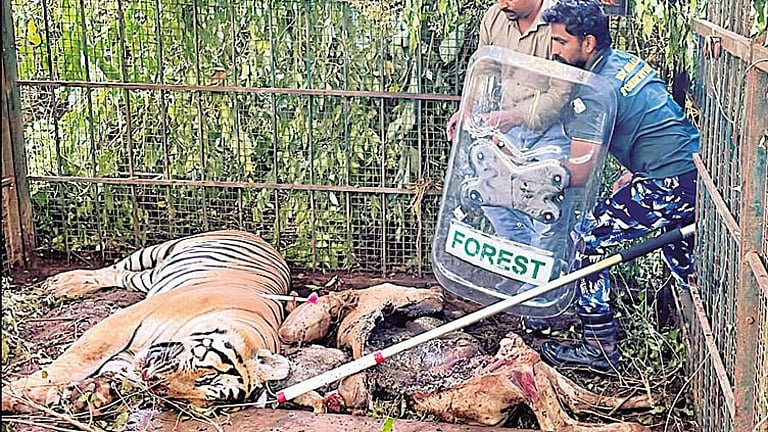 கூடலூரில் 2 பேர் உயிரிழந்த சம்பவம்: கூண்டில் சிக்கிய ஆண் புலி! 1 dailythanthi 2026 09 19 bs0bil12 365 கூடலூரில் 2 பேர் உயிரிழந்த சம்பவம்: கூண்டில் சிக்கிய ஆண் புலி!
