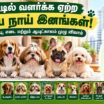 file 0000000033408211a7b494e9f23f71b9 வீட்டில் வளர்க்க ஏற்ற சிறிய நாய் இனங்கள் எவை? பராமரிப்பு, எடை, ஆயுட்காலம் முழு விவரம்!