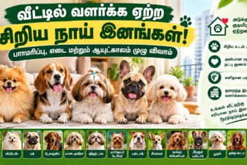 வீட்டில் வளர்க்க ஏற்ற சிறிய நாய் இனங்கள் எவை? பராமரிப்பு, எடை, ஆயுட்காலம் முழு விவரம்!