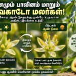 file 00000000a888820793232ecc1a82b58d தினமும் ஆண், பெண் நிலை மாறும் அவகாடோ மலர்கள்: 4.2 கோடி ஆண்டுகள் பழமையான இயற்கையின் அதிசய உத்தி!