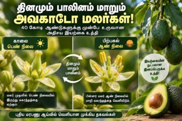 தினமும் ஆண், பெண் நிலை மாறும் அவகாடோ மலர்கள்: 4.2 கோடி ஆண்டுகள் பழமையான இயற்கையின் அதிசய உத்தி!