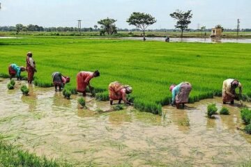 வேளாண் மேம்பாட்டு பணிகளுக்கு ரூ.5 லட்சம் வரை கடன்: கூட்டுறவு வங்கிகளில் புதிய திட்டம்!
